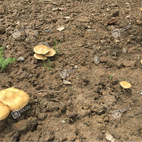 ����ʲôĢ������֪������