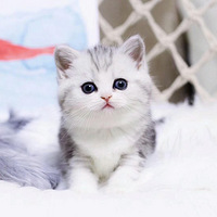 ��˾èȫ�Ҹ�