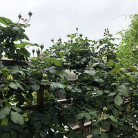 �޵Ļ�԰���޵����¡�