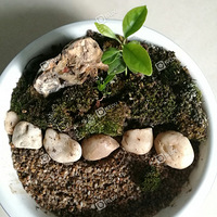 ��һ���ķ羰