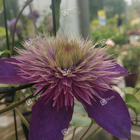 ֲ��԰��ٻ�ʢ����