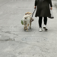 ƽ����ֻ�����칷���������������ˣ�