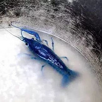 ̫����������Ů�ӴӺ�����������ɫС��Ϻ��200���֮һ�ĸ���