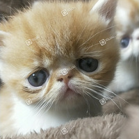 �Լ�����  ���˱���