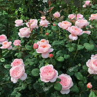 ���������£���Щ���µ��¼�