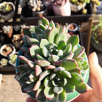 ���ֻ���������