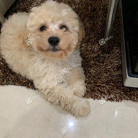 ����̩�ϴ�������