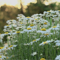 ¹������ɽ��