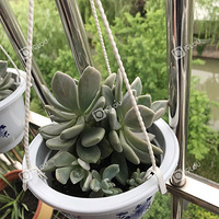 ����������С�����Ӱ�����Ҫ����