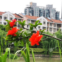 �һ�л�ˣ�ʯ�񻨿�