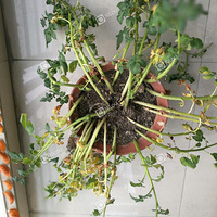 �ص�����ţ����