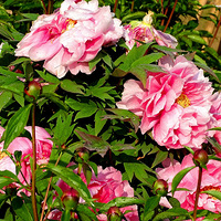 ��ɫ����