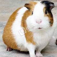 �������Ұ���������