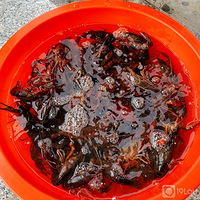 �ֶ�������С��Ϻ