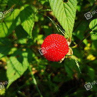 ��ĩȥ��ɽ�������ö�Ƭ��԰��