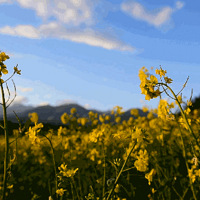 һȪ ѧһӾ