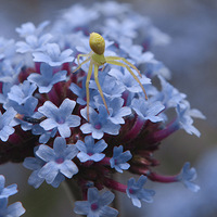 �����С����