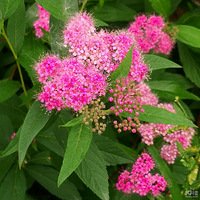 �糿�߹��鲨��԰����ġ�