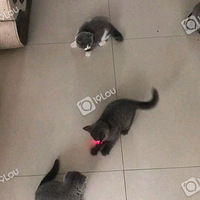 Ӣ�̣���������