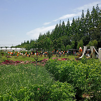 520�Ĳ�ƺ����