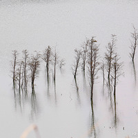 ��ĺ��ɽ������֦ͷ���Ƴ��Ϻ���