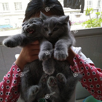 Ӣ��Сè������