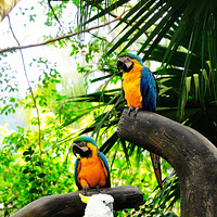 Ұζ������