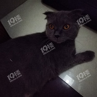 ����Сè�ҿ������ˣ�������Ŷ