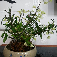 ��Ƥʯ��������