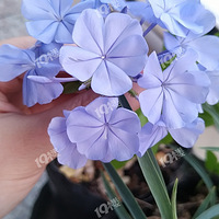 ������ջ�