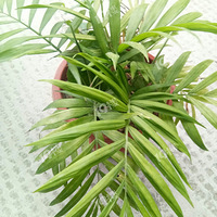 �����ݲݡ�