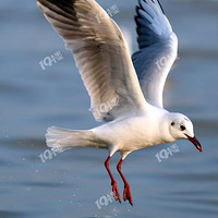 ��Χû���˹�����ũ�壬û�����ݽ�Ĵ����ү�����ƺ����Σ�