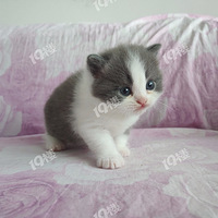 �Ҽҵ�����һλ���ȵĹ�����è��è�������ˣ�����һֻΧ���ã�