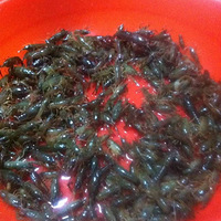 ��618�����ֲݡ���Ϻ�Ե��Ÿ���ζ