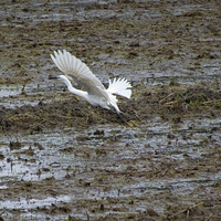 ������ˮ�������