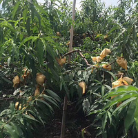 ���ڷ�������ˮ����