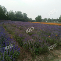 �����Ϻ������������أ��������ƣ�����ֻҪ11000��