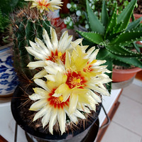 �þ�û�з���Ƭ��