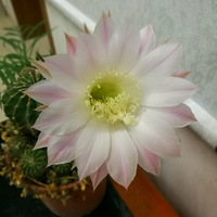 ��һ�껨��