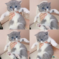 Ӣ����è�������¼�