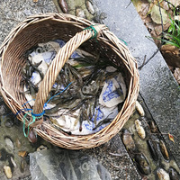 �ۣ�ˮ�ʺã�����ÿ���̼���Ұ��Ϻ