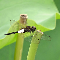 ���кɻ�������