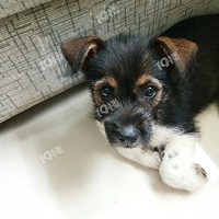 ��һֻС��������������˽����