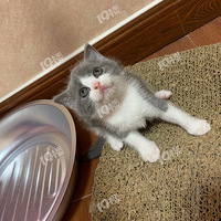 ߣè������è