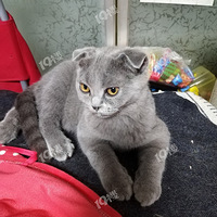 С�ɰ�����