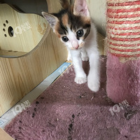 ����Сèһֻ ����