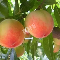 ����ˮ���ҳ�������