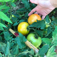 ��԰����