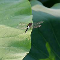 �Ϻɾ�ʣ�۶۽ǣ�������������ͷ