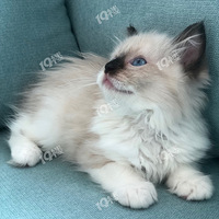 ���ԵĲ�ż�ܵ�